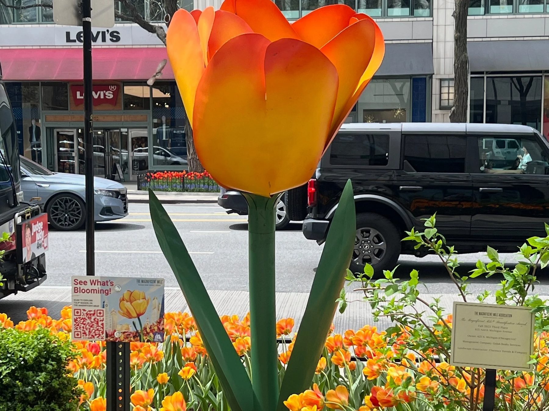 Tulips on The Magnificent Mile
